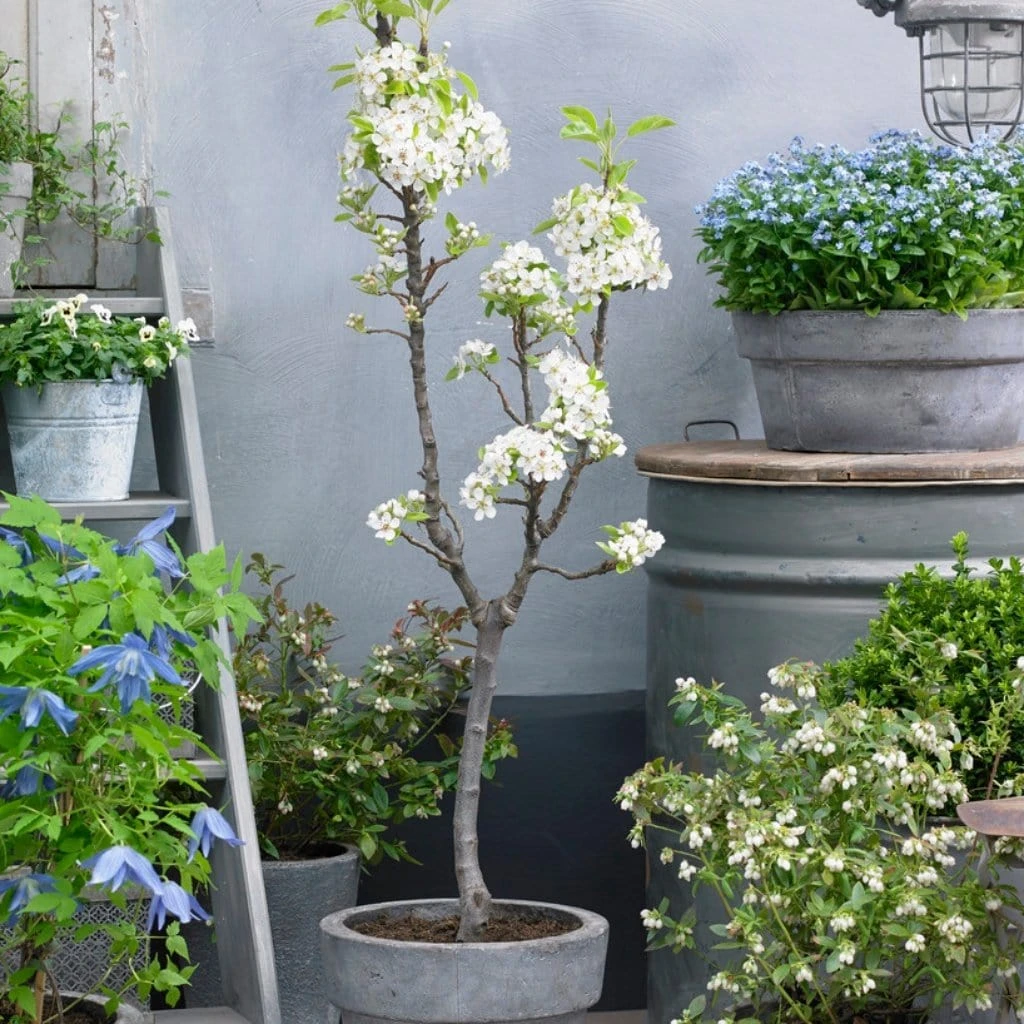 Doyenné Du Comice Pear Tree 5 Doyenné Du Comice Pear Tree - Image 3