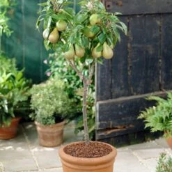 Mini Orchard Collection | Cherry, Pear & Plum Trees 16 Mini Orchard Collection | Cherry, Pear & Plum Trees -Roots FRU0126 4 f7cf4d55 9ee1 4d19 bbf7 c29c16b27551