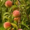 Peregrine Peach Tree 2 Peregrine Peach Tree -Roots FRU0133 1