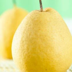 Kumoi' Asian Pear Tree | Nashi Pear 8 Kumoi' Asian Pear Tree | Nashi Pear -Roots FRU0142 1