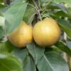 Kumoi' Asian Pear Tree | Nashi Pear 1 Kumoi' Asian Pear Tree | Nashi Pear -Roots FRU0142 2