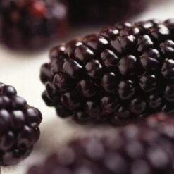 Repsime Mulberry Tree 12 Repsime Mulberry Tree -Roots FRU0143 2