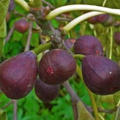 3 Super Easy To Grow Fruit Trees | Apple, Fig & Plum 12 3 Super Easy To Grow Fruit Trees | Apple, Fig & Plum -Roots FRU0148 1 a40cf121 4467 400e 880f 5610c172c7f5