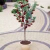 Hartland Patio Cherry Tree 2 Hartland Patio Cherry Tree -Roots FRU0185 2