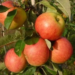 Best Apple Trees For Any Purpose | Growers' Choice 15 Best Apple Trees For Any Purpose | Growers' Choice -Roots FRU0198 1 70978692 a209 4b46 8cbb 530aae2e2b83
