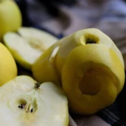 Herefordshire Russet Apple Tree 9 Herefordshire Russet Apple Tree -Roots FRU0200 2