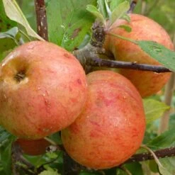 Sunset Apple Tree 9 Sunset Apple Tree -Roots FRU0204 2