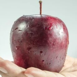 Spartan Apple Tree 9 Spartan Apple Tree -Roots FRU0207 1