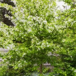 Red Windsor® Apple Tree 14 Red Windsor® Apple Tree -Roots FRU0210 5