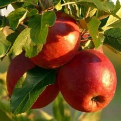 Red Windsor® Apple Tree