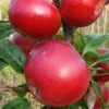 Red Devil Apple Tree 2 Red Devil Apple Tree -Roots FRU0213 1