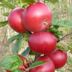 Red Devil Apple Tree 8 Red Devil Apple Tree -Roots FRU0213 2