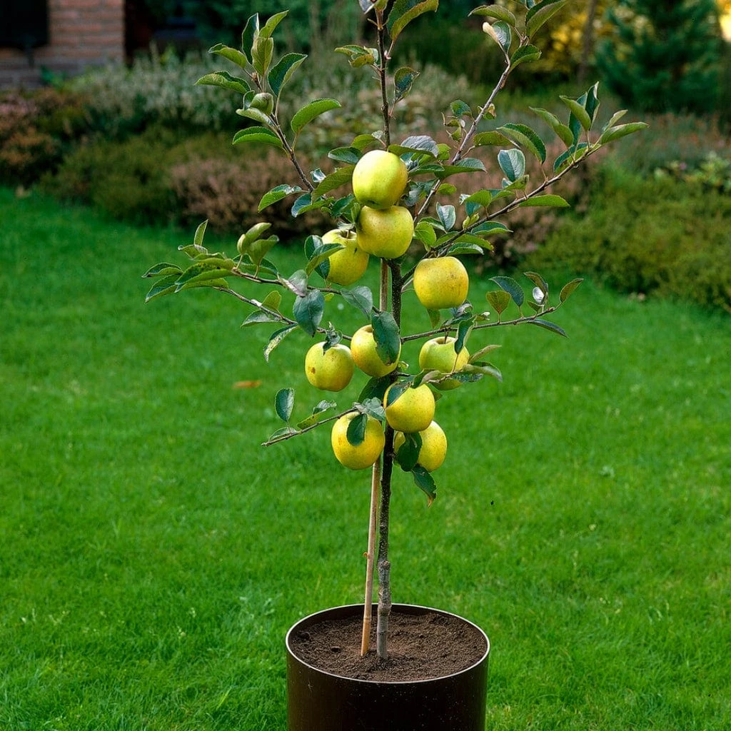 Golden Delicious Apple Tree 7 Golden Delicious Apple Tree - Image 5