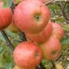 Elstar Apple Tree -Roots FRU0239 1
