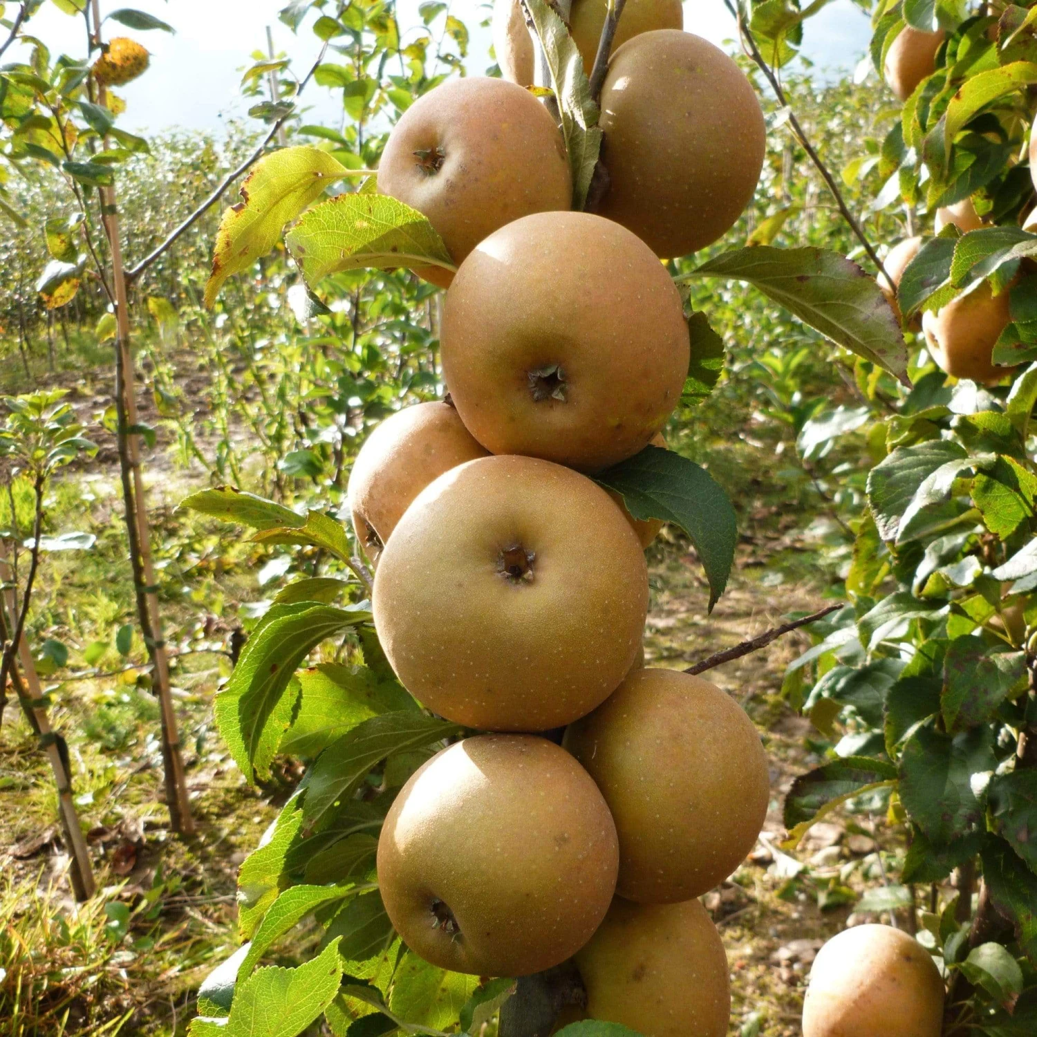 Best Apple Trees For Any Purpose | Growers' Choice 10 Best Apple Trees For Any Purpose | Growers' Choice - Image 8