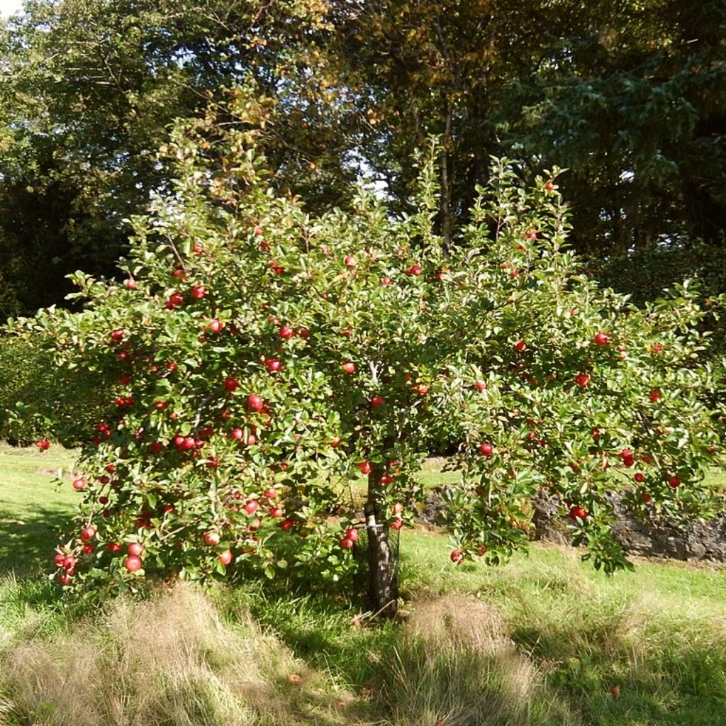 'Discovery' Semi-Dwarf Apple Tree 7 'Discovery' Semi-Dwarf Apple Tree - Image 5