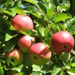 3 Super Easy To Grow Fruit Trees | Apple, Fig & Plum 13 3 Super Easy To Grow Fruit Trees | Apple, Fig & Plum -Roots FRU0242 4 01c16f68 dc73 45ca a14e d99d9c1fc13c