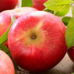 'Discovery' Semi-Dwarf Apple Tree 16 'Discovery' Semi-Dwarf Apple Tree -Roots FRU0242 6