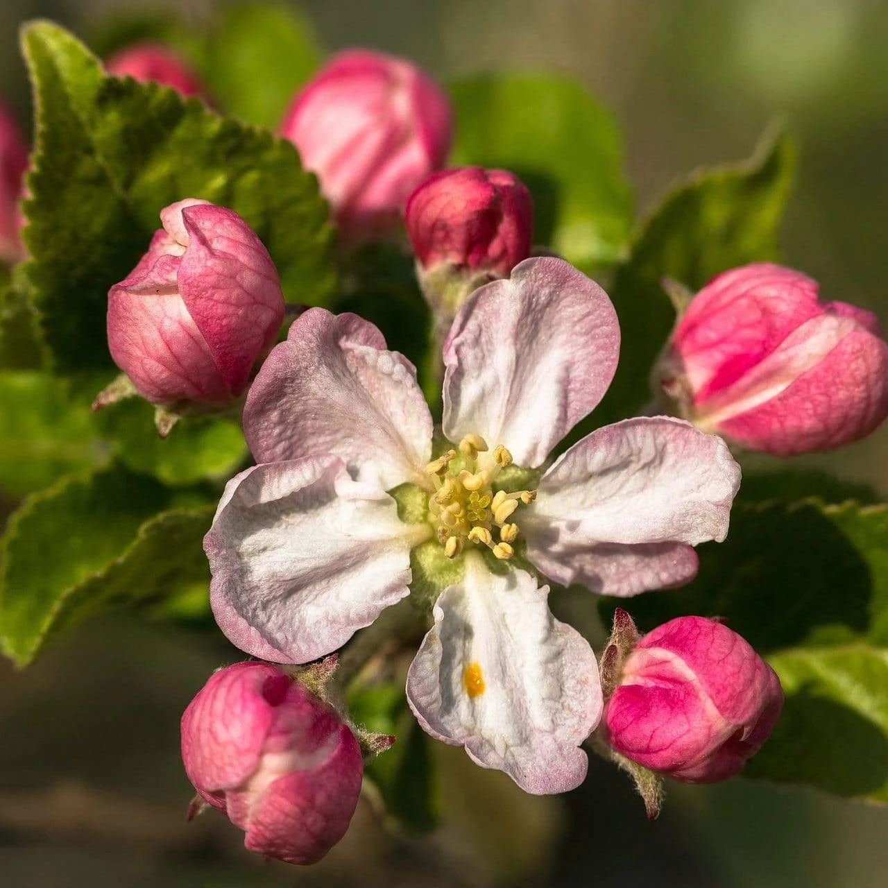 Braeburn Hillwell Apple Tree 6 Braeburn Hillwell Apple Tree - Image 4