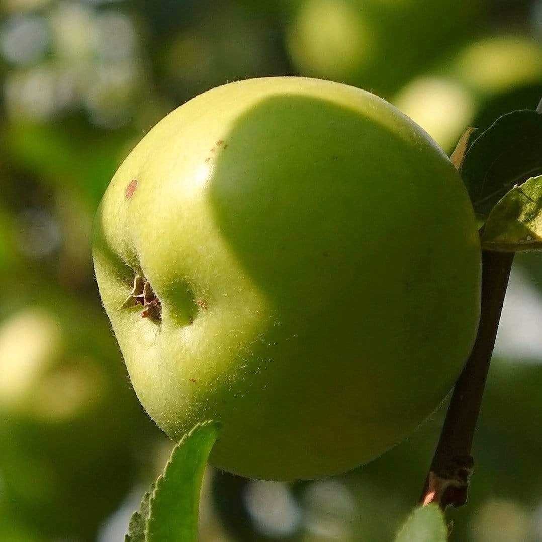 Bramley's Seedling Apple Tree 6 Bramley's Seedling Apple Tree - Image 4