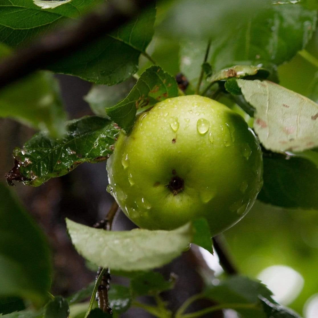 Bramley's Seedling Cordon Apple Tree 4 Bramley's Seedling Cordon Apple Tree - Image 2