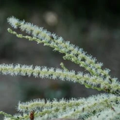 Chestnut Tree | Castanea Sativa 15 Chestnut Tree | Castanea Sativa -Roots FRU0273 2
