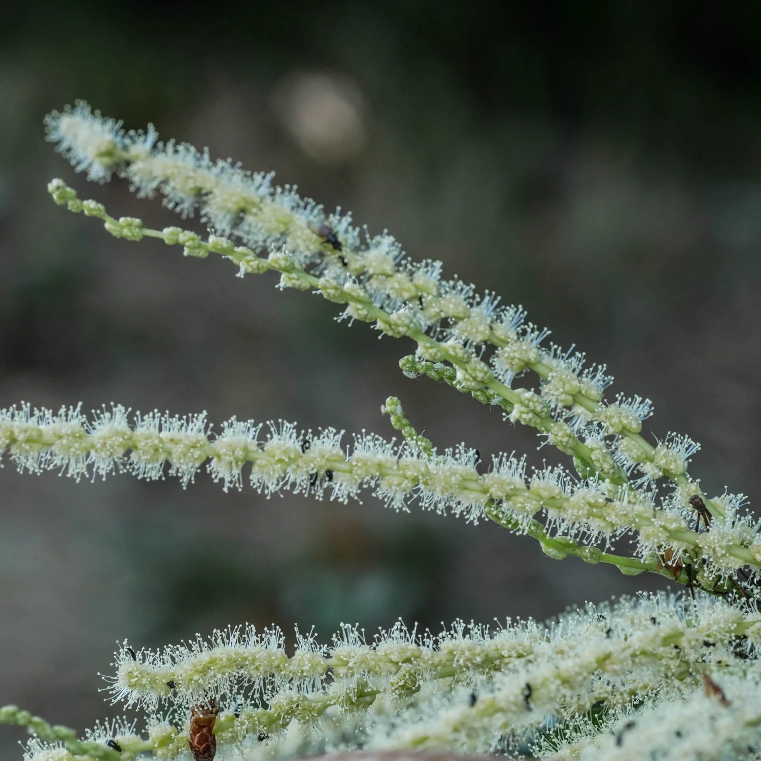 Chestnut Tree | Castanea Sativa 9 Chestnut Tree | Castanea Sativa - Image 7