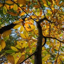 Chestnut Tree | Castanea Sativa 14 Chestnut Tree | Castanea Sativa -Roots FRU0273 3