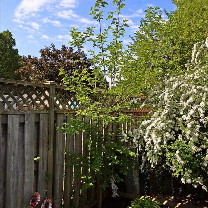 'King James' Mulberry Tree | Morus Nigra 3 'King James' Mulberry Tree | Morus Nigra