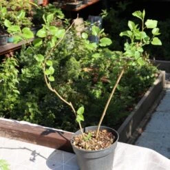 'King James' Mulberry Tree | Morus Nigra 12 'King James' Mulberry Tree | Morus Nigra -Roots FRU0380 3