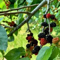 'King James' Mulberry Tree | Morus Nigra 14 'King James' Mulberry Tree | Morus Nigra -Roots FRU0380 5