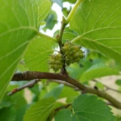 'King James' Mulberry Tree | Morus Nigra 13 'King James' Mulberry Tree | Morus Nigra -Roots FRU0380 7