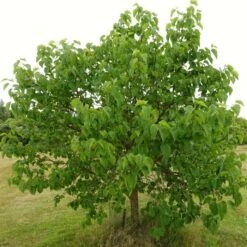 'King James' Mulberry Tree | Morus Nigra 16 'King James' Mulberry Tree | Morus Nigra -Roots FRU0380 8
