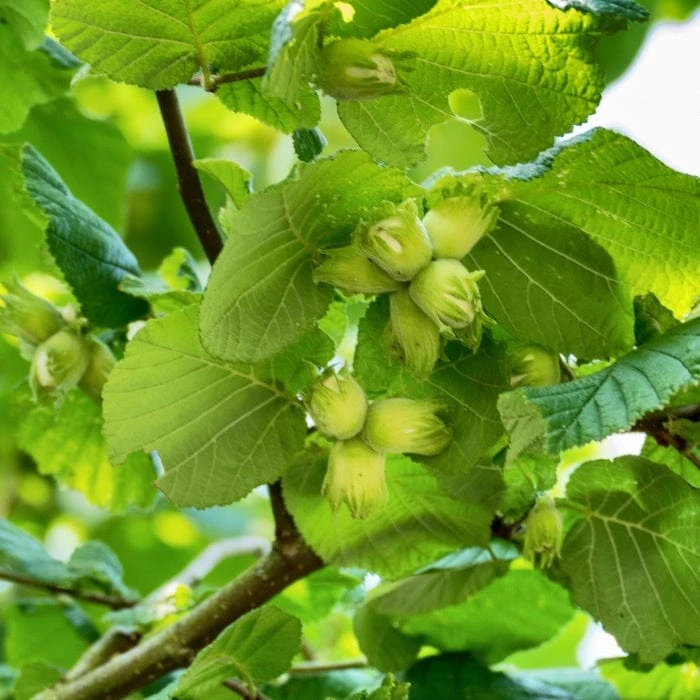 'Webb's Prize' Cobnut Tree | Corylus Avellana 2 'Webb's Prize' Cobnut Tree | Corylus Avellana