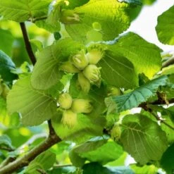 'Kentish Cob' / 'Lambert's Filbert' / 'Longue' Cobnut Tree