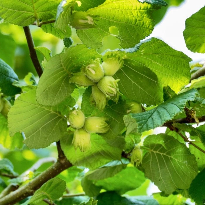 'Kentish Cob' / 'Lambert's Filbert' / 'Longue' Cobnut Tree 3 'Kentish Cob' / 'Lambert's Filbert' / 'Longue' Cobnut Tree