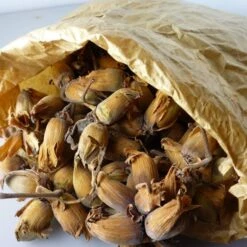 'Kentish Cob' / 'Lambert's Filbert' / 'Longue' Cobnut Tree 7 'Kentish Cob' / 'Lambert's Filbert' / 'Longue' Cobnut Tree -Roots FRU0395 2