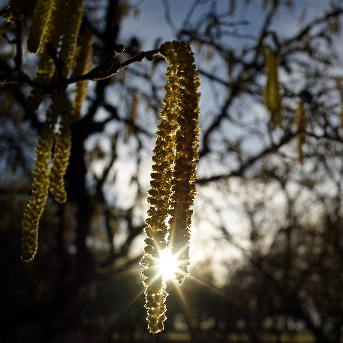 'Pearson's Prolific' / 'Nottingham Early' Filbert Tree 4 'Pearson's Prolific' / 'Nottingham Early' Filbert Tree - Image 2