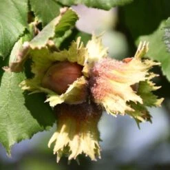 'Pearson's Prolific' / 'Nottingham Early' Filbert Tree 9 'Pearson's Prolific' / 'Nottingham Early' Filbert Tree -Roots FRU0398 3