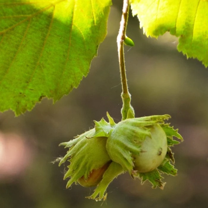 'Pearson's Prolific' / 'Nottingham Early' Filbert Tree 6 'Pearson's Prolific' / 'Nottingham Early' Filbert Tree - Image 4