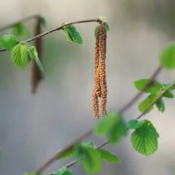 'Purpurea' Filbert Tree | Purple Filbert Tree 9 'Purpurea' Filbert Tree | Purple Filbert Tree -Roots FRU0401 3
