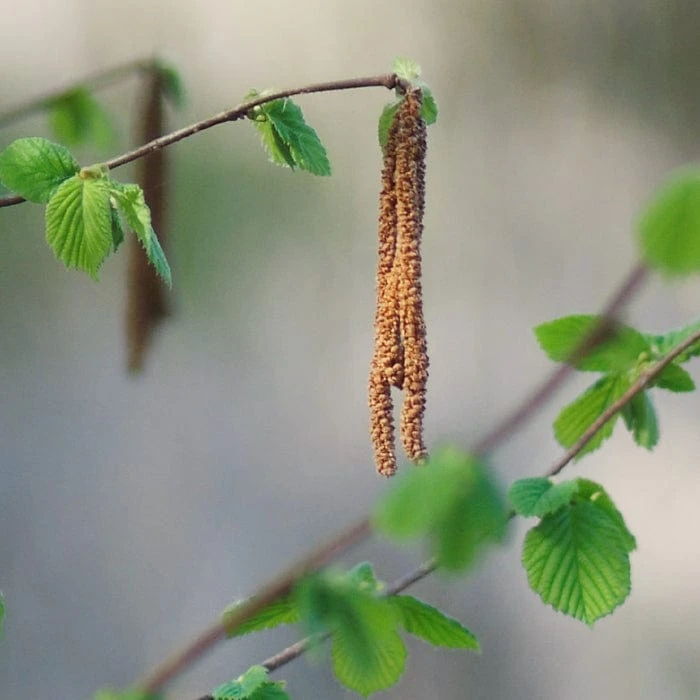 'Purpurea' Filbert Tree | Purple Filbert Tree 5 'Purpurea' Filbert Tree | Purple Filbert Tree - Image 3