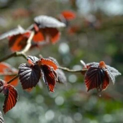 'Purpurea' Filbert Tree | Purple Filbert Tree 10 'Purpurea' Filbert Tree | Purple Filbert Tree -Roots FRU0401 4