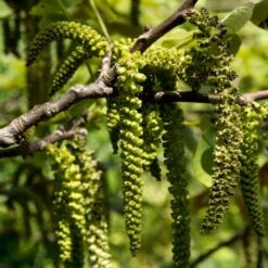 Walnut Tree | Juglans Regia 9 Walnut Tree | Juglans Regia -Roots FRU0410 3