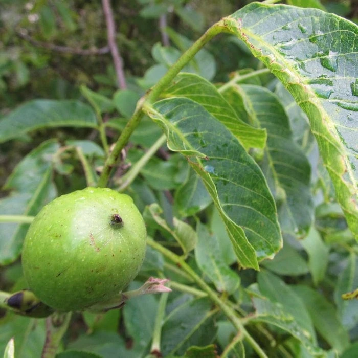 Walnut Tree | Juglans Regia 6 Walnut Tree | Juglans Regia - Image 4