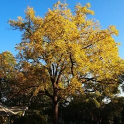 'Buccaneer' Walnut Tree 9 'Buccaneer' Walnut Tree -Roots FRU0413 4