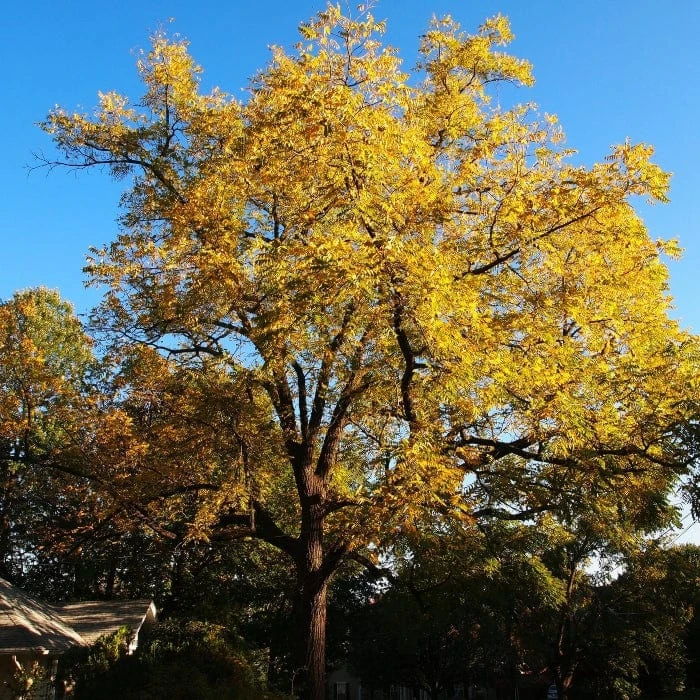 'Buccaneer' Walnut Tree 6 'Buccaneer' Walnut Tree - Image 4