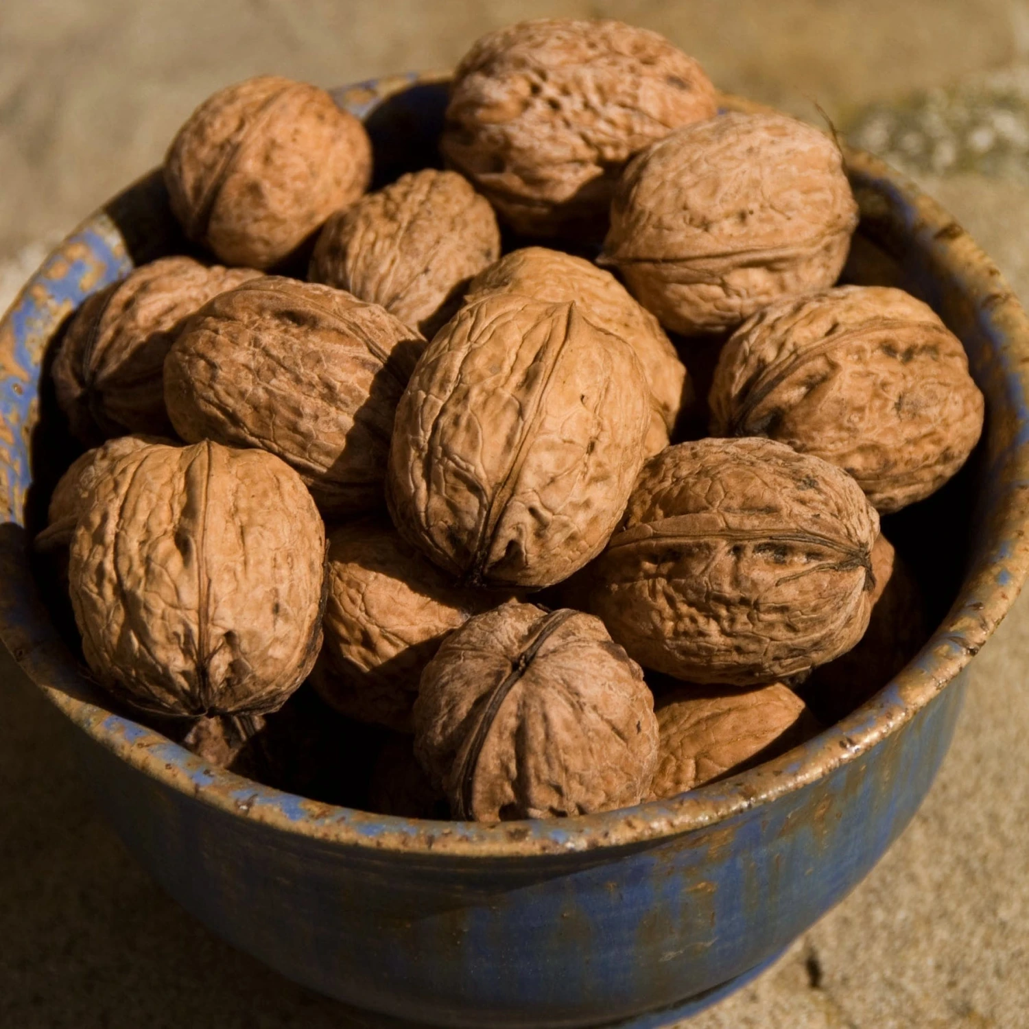 'Europa' Walnut Tree 5 'Europa' Walnut Tree - Image 3
