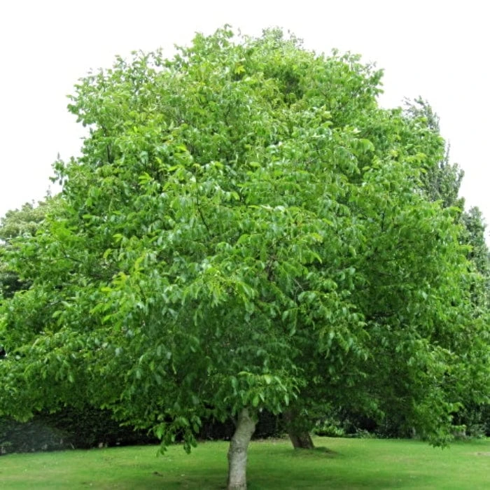 'Europa' Walnut Tree 6 'Europa' Walnut Tree - Image 4
