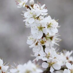 'Southampton Selection' Sloe Tree 9 'Southampton Selection' Sloe Tree -Roots FRU0441 3 2457e5ec c895 4c69 8f4b f2f32ae67a0e